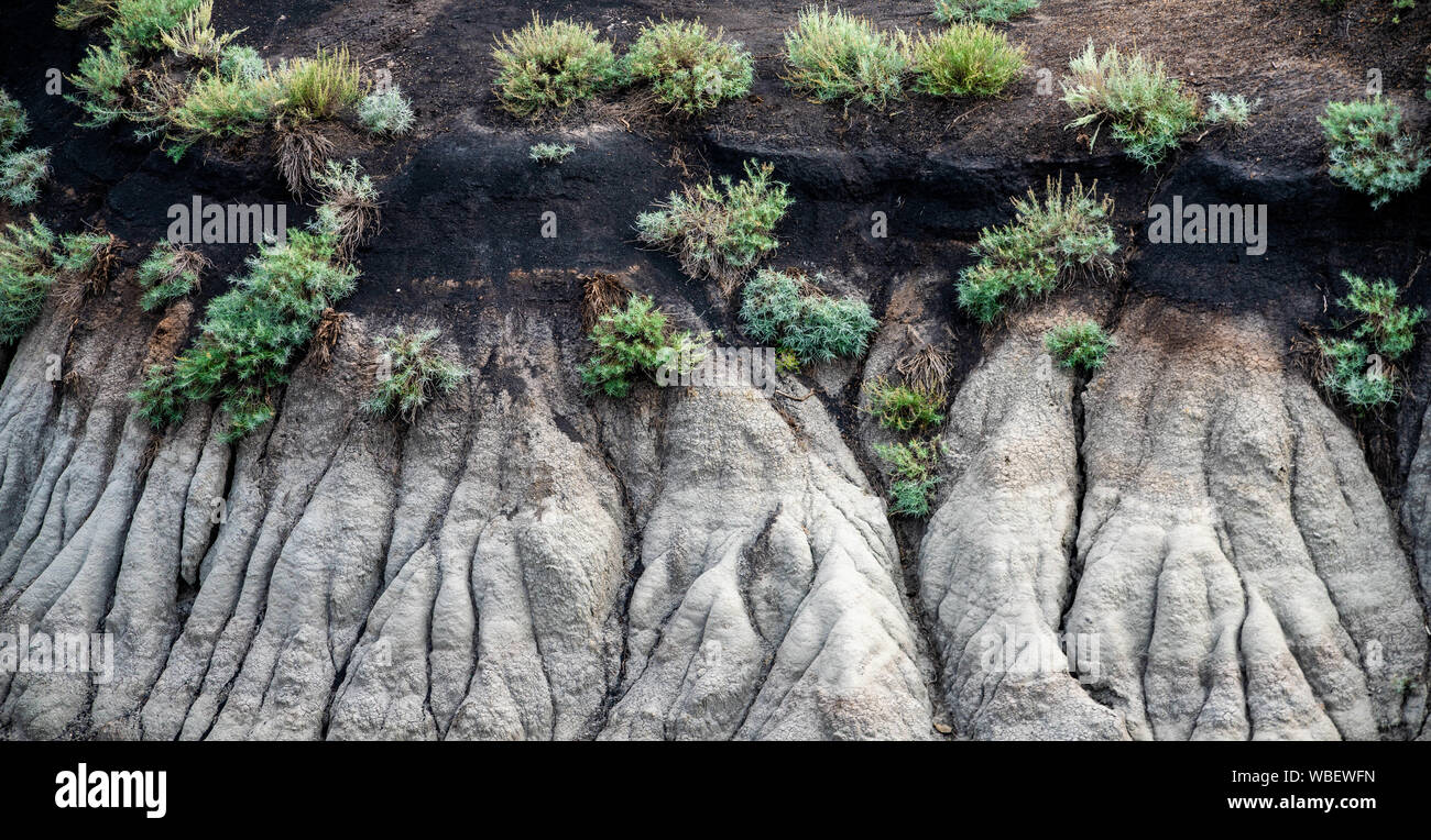 Détails du paysage érodé et de plantes avec un sol sombre. Banque D'Images
