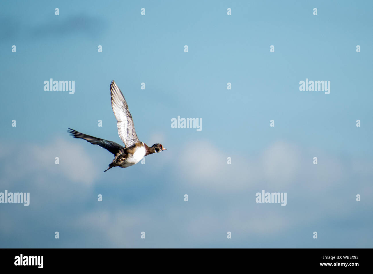 Canard de bois voler à travers le ciel Banque D'Images