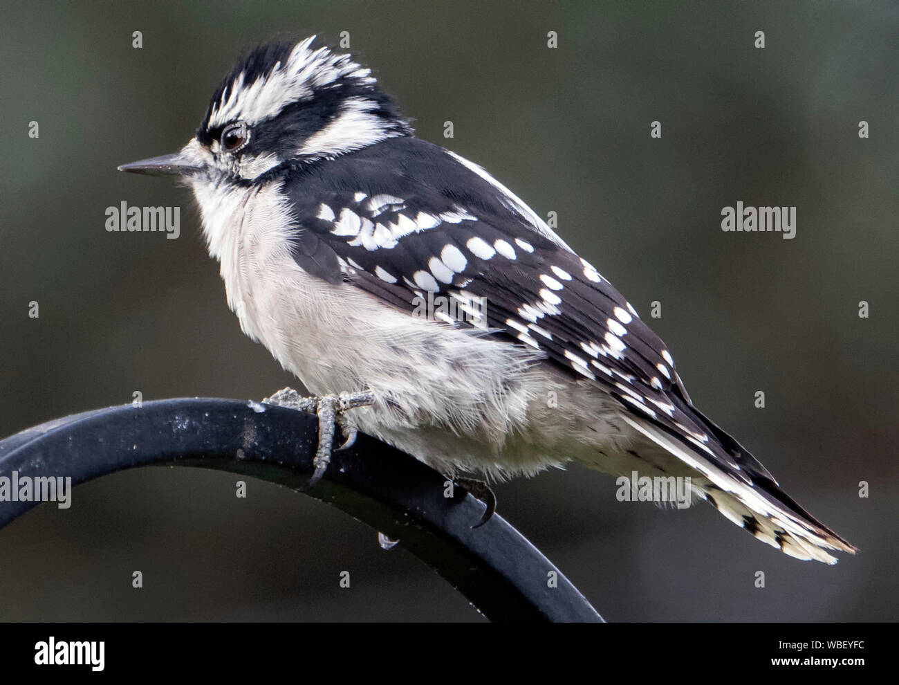 Puffy bird Banque D'Images
