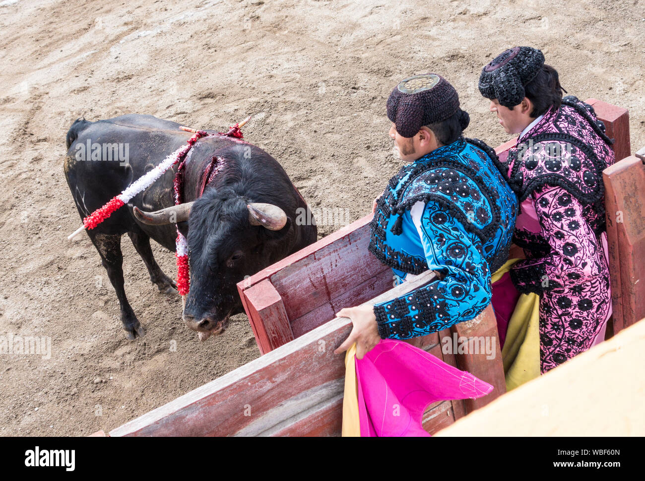 Ambato, ÉQUATEUR - Dec 15, 2015 - Des accusations de bull barricade protégeant des toreros pendant Carnaval Banque D'Images