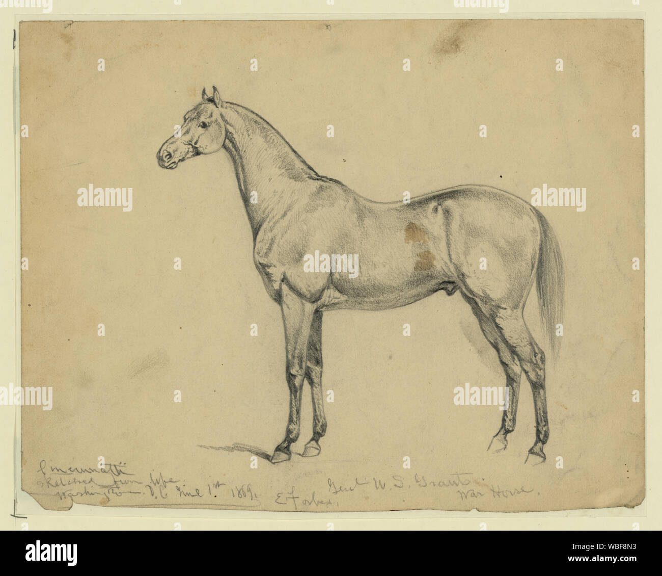 Aux États-Unis général Grant's War Horse Abstract/moyenne : 1 dessin. Banque D'Images