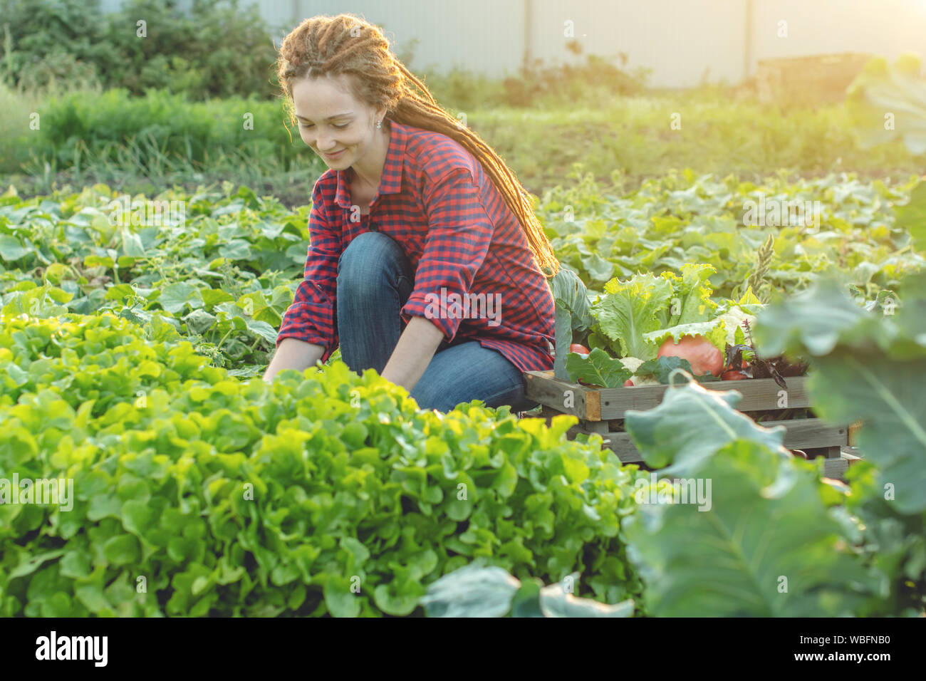 Jeune femme agronome agriculteur recueille des légumes frais et vert laitue dans le jardin. Les matières premières organiques produits cultivés sur une batterie d'origine Banque D'Images