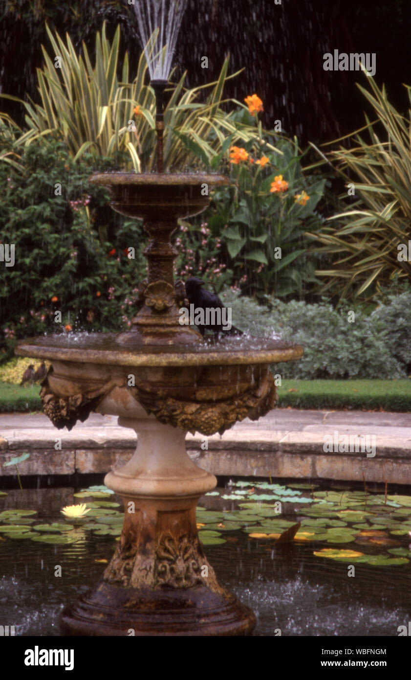 Un corbeau SE REFROIDIT DANS UNE FONTAINE DANS LES JARDINS DE LA RÉSIDENCE DE SYDNEY QUI SE TROUVE À L'INTÉRIEUR DE LA ROYAL Botanic Gardens, NSW, Australie. Banque D'Images