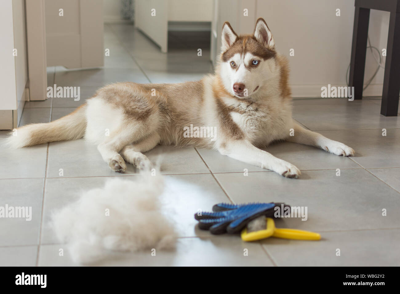 Husky Sibérien se trouve sur marbre en tas de fourrure de chien et son  peigne. Concept mue annuelle, l'excrétion manteau, la mue des chiens.  Brosse pour fourrure de chien de garde Photo
