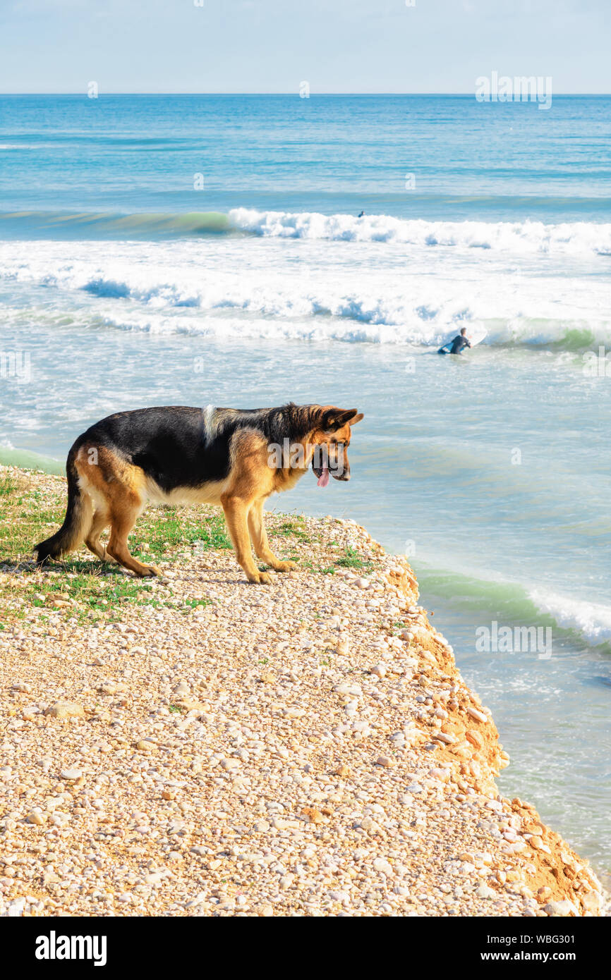 Un magnifique berger allemand, à l'extrémité d'une falaise avec la plage en arrière-plan. Locations de concept. Vertical image Banque D'Images