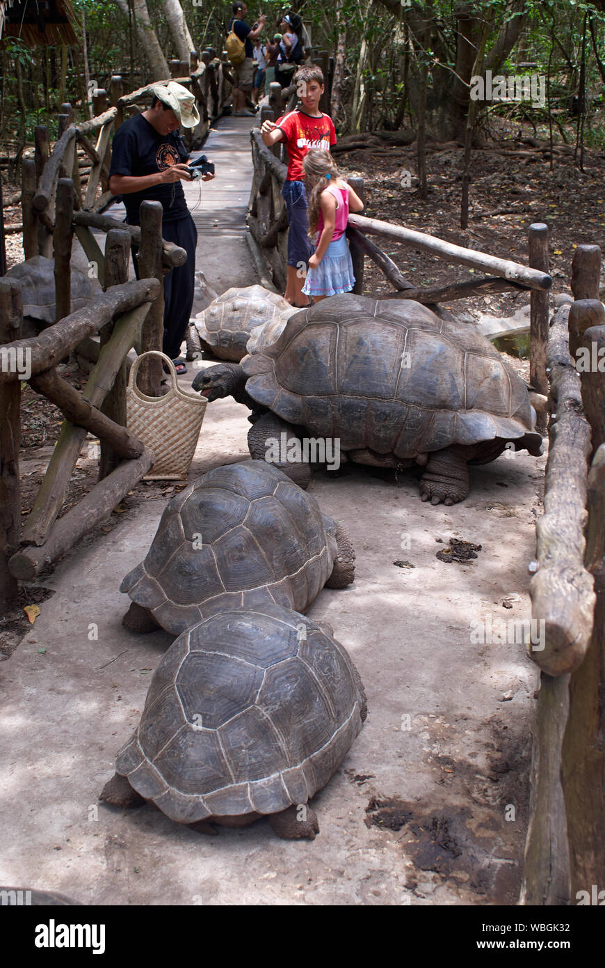 Tortoiseson Aldabra géant Prison Island (Zanzibar), qui trouve son origine à partir de 1919 aux Seychelles Banque D'Images