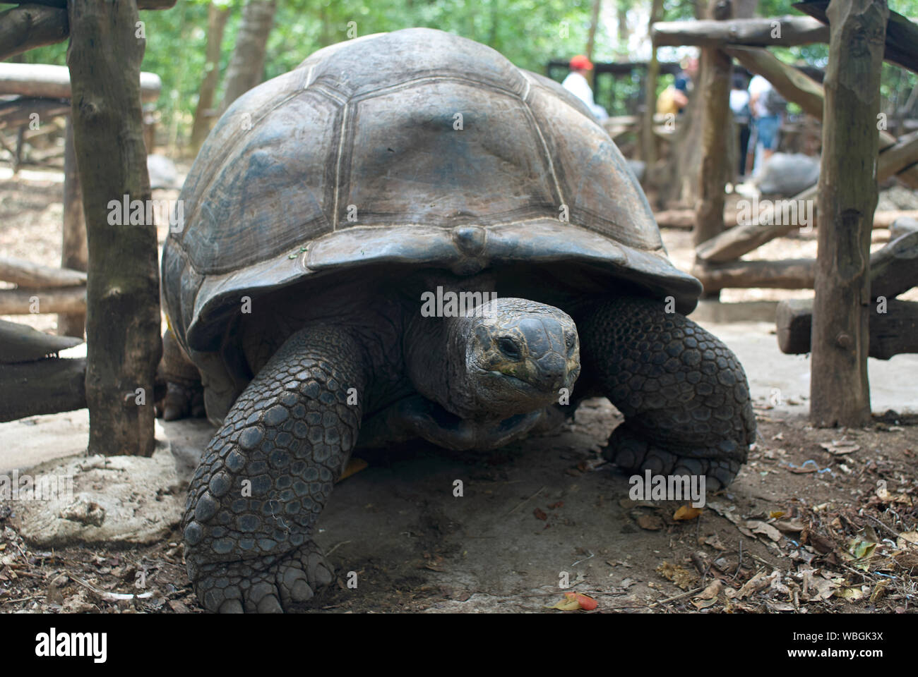 Tortoiseson Aldabra géant Prison Island (Zanzibar), qui trouve son origine à partir de 1919 aux Seychelles Banque D'Images