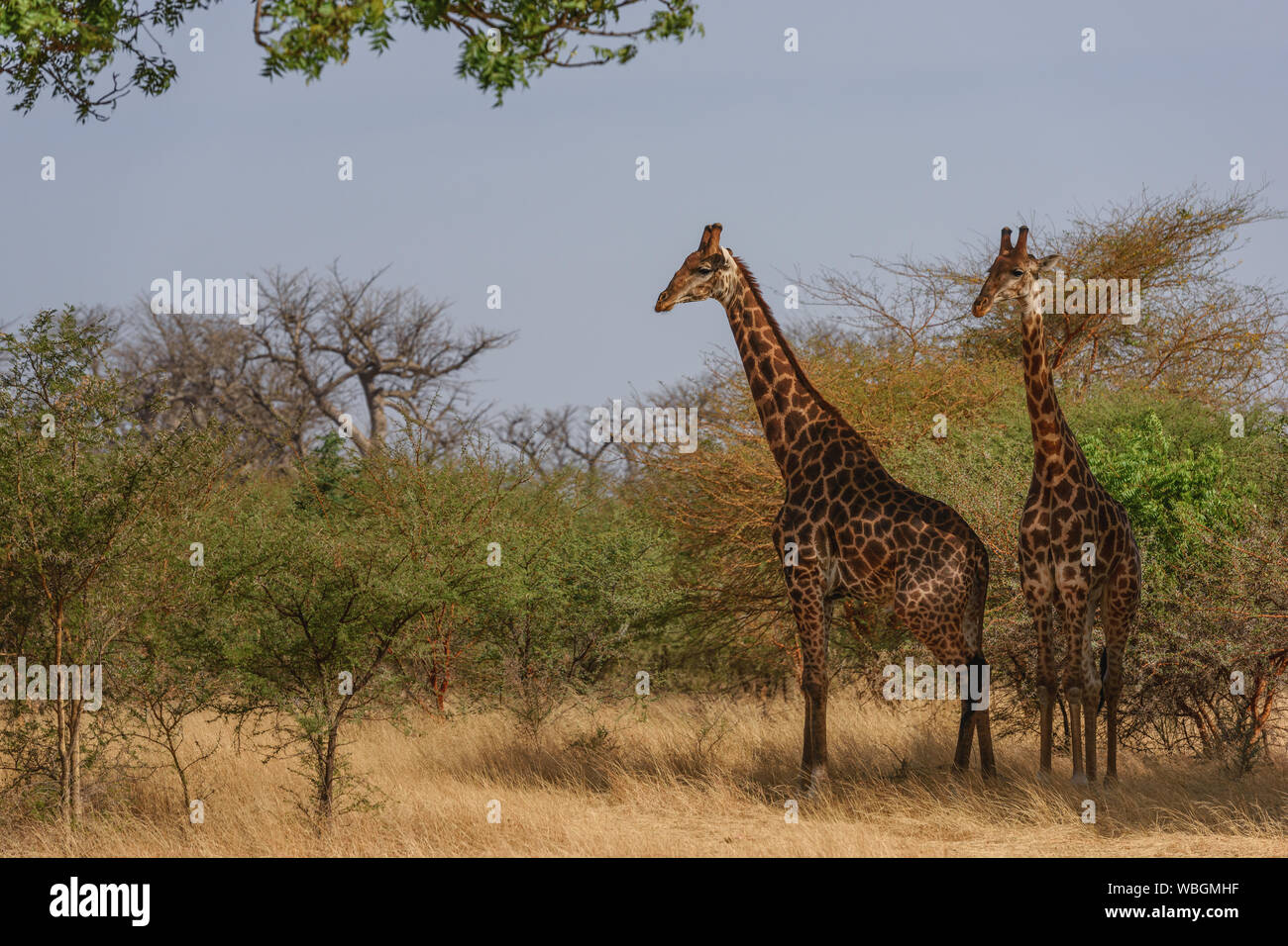 - Girafe Giraffa giraffa, safari en Afrique de l'Ouest (Sénégal, Mignon membre du big five africains. Banque D'Images