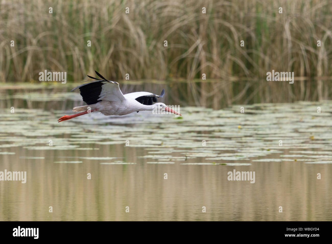 Une Cigogne Blanche (Ciconia ciconia) survolant la surface de l'eau, reed Banque D'Images