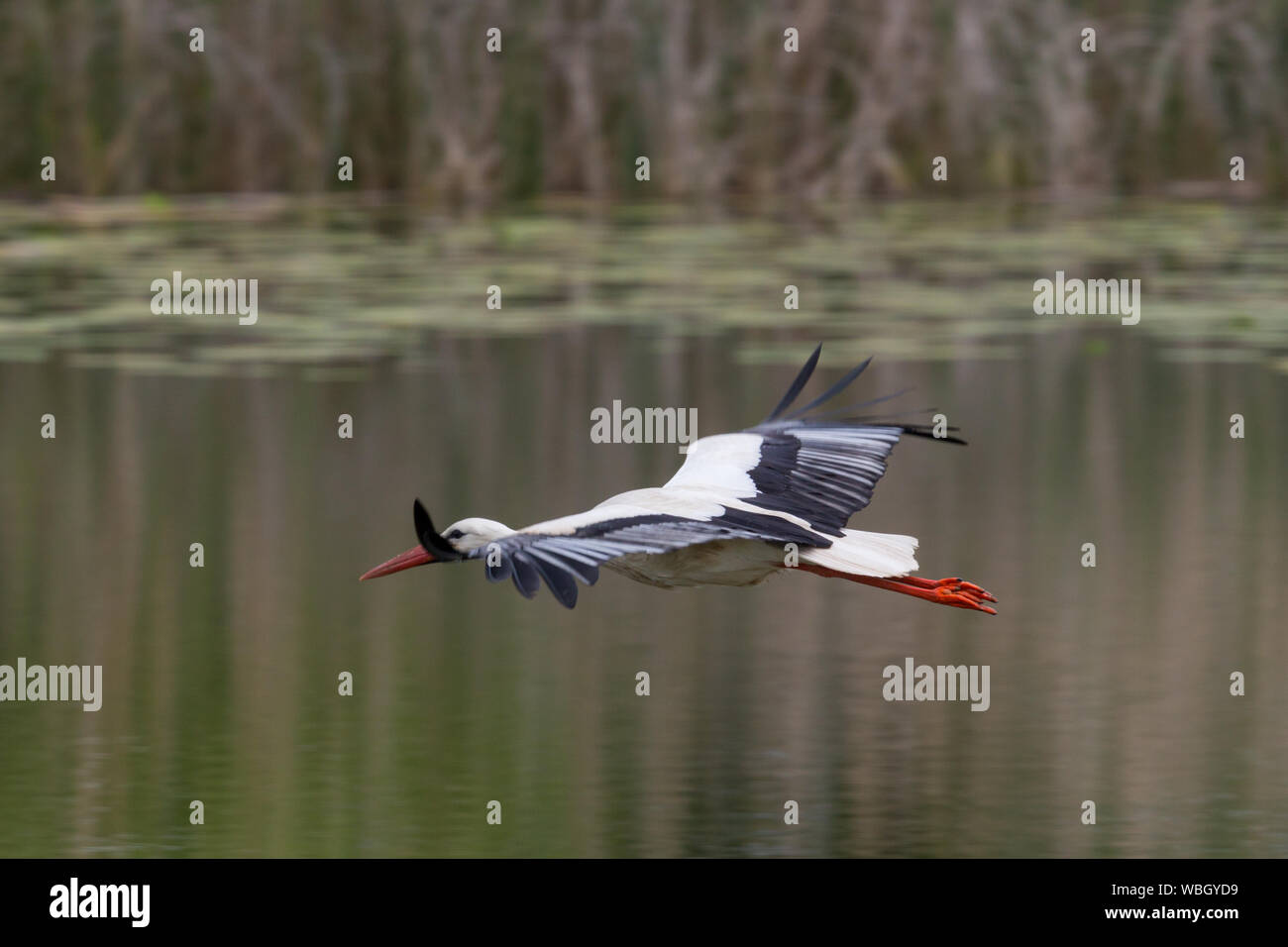 Une Cigogne Blanche (Ciconia ciconia) survolant la surface de l'eau étang Banque D'Images