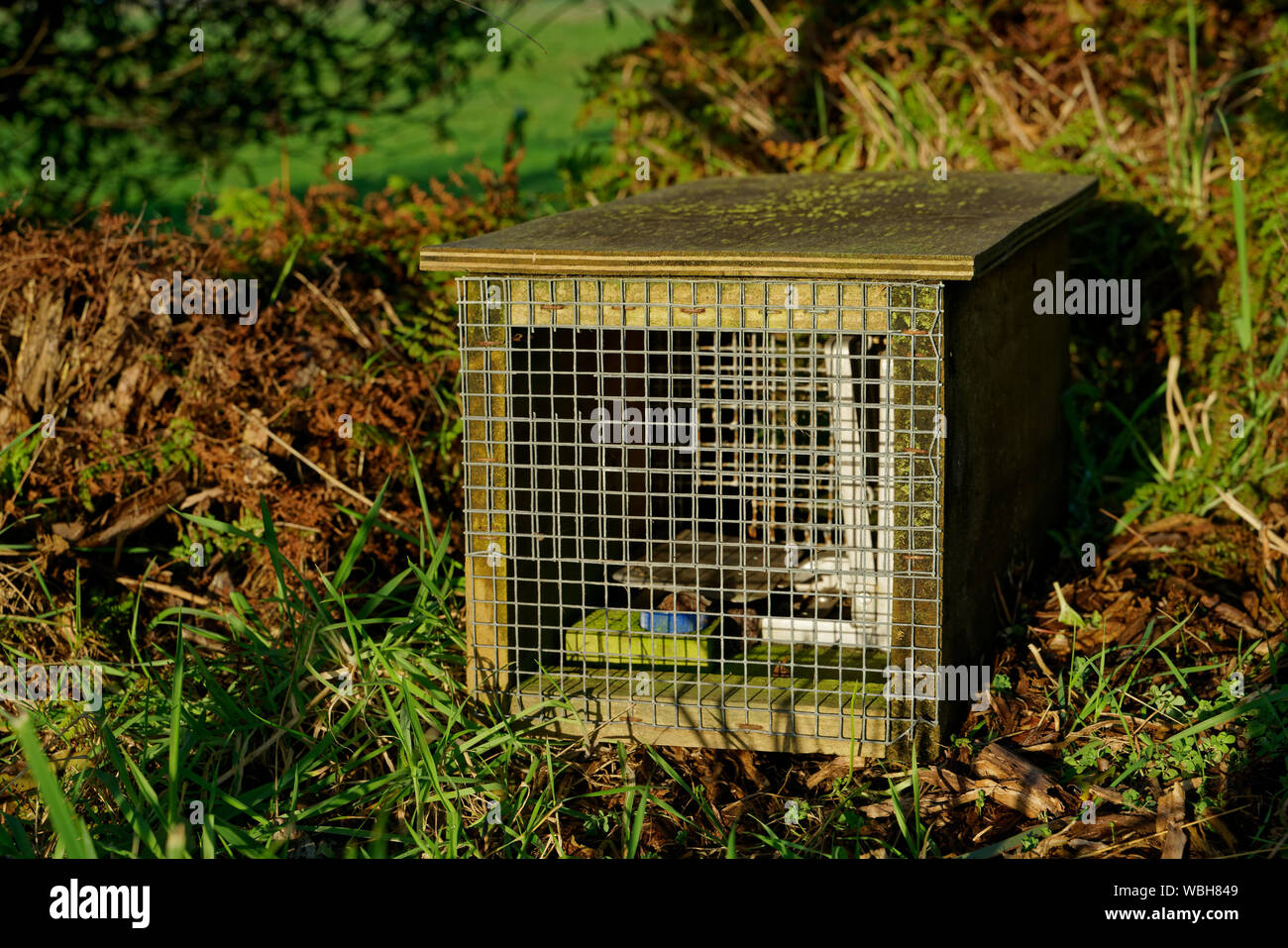 La Nouvelle-Zélande sans prédateurs, rat, hermine ou piège de mustélidés dans une boîte afin de ne pas attraper les oiseaux et les espèces non ciblées. Banque D'Images