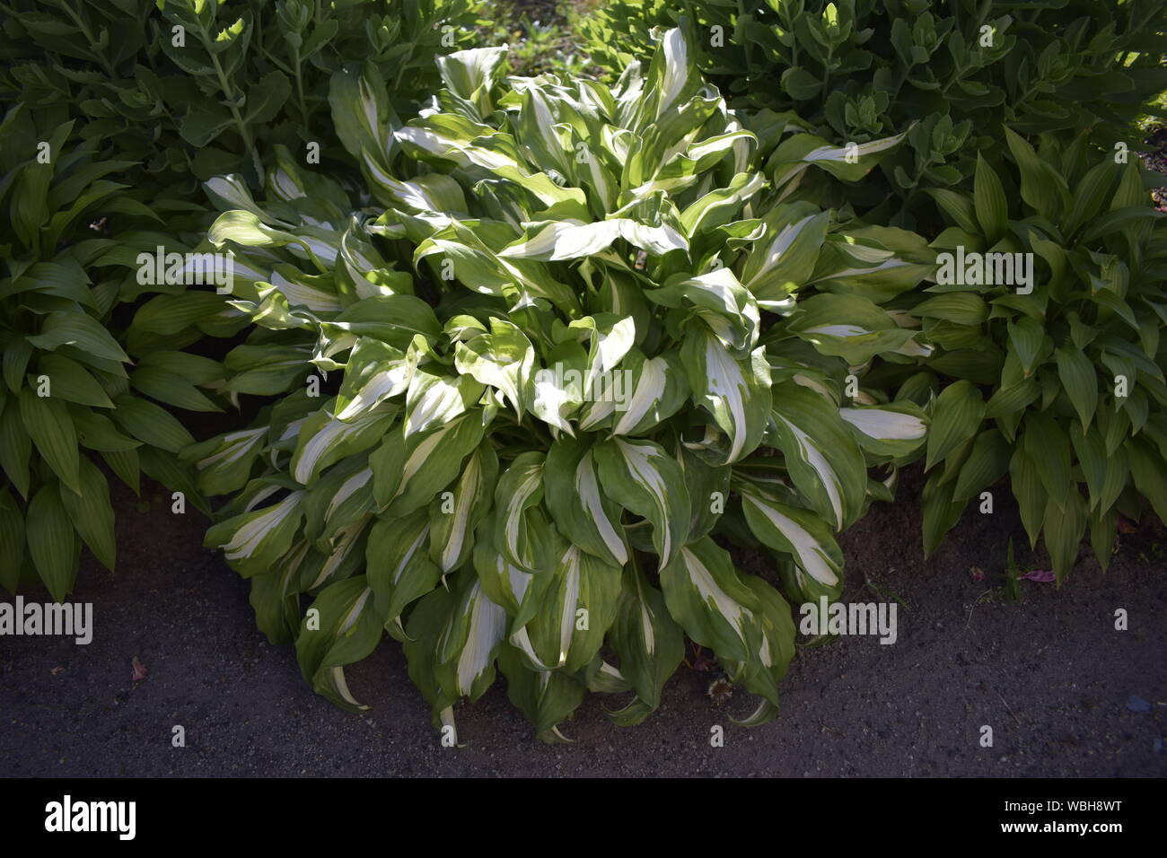 Hosta est une espèce de plantes communément connu sous le nom de plantain, hostas lilies (en Grande-Bretagne) et parfois par le nom japonais giboshi. Banque D'Images