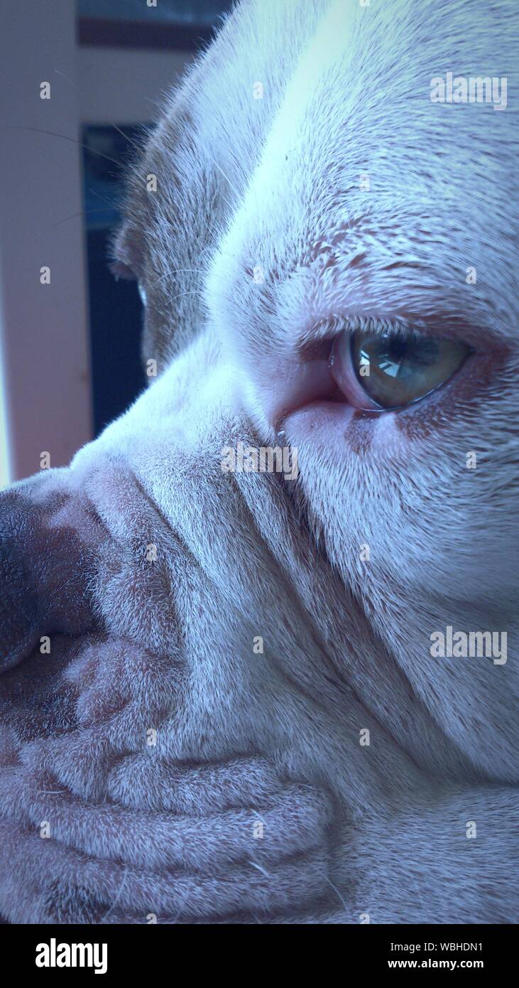 Close-up of American Bulldog Banque D'Images