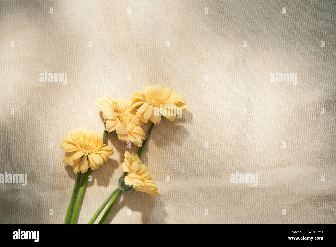 De belles fleurs sur fond jaune Banque D'Images