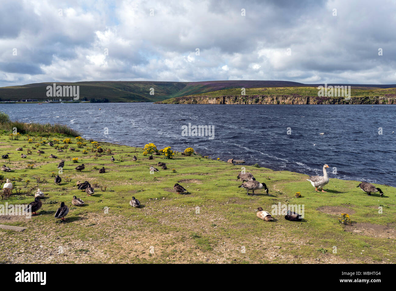 Oies sur la rive du réservoir d'Windscar, Dunford Bridge Banque D'Images