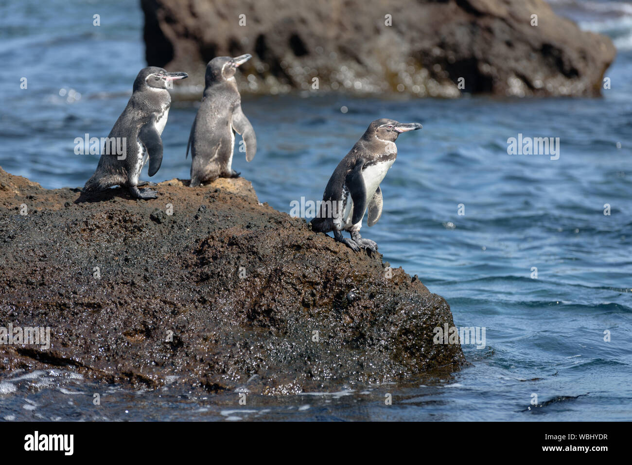 Groupe de pingouins des Galapagos sur un rocher dans l'île de Santiago, l'île des Galapagos, Equateur, Amérique du Sud. Banque D'Images