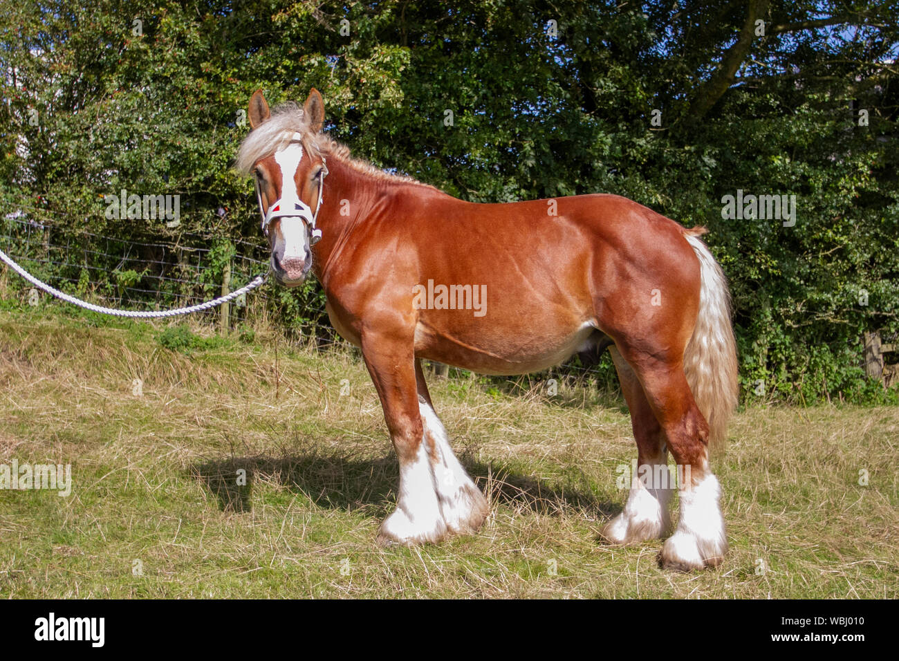 Vasco, 18 mois, un cheval de brouille belge importé de Blanche van het Hermeshof, au Chipping Agricultural Equestrian Show, Royaume-Uni Banque D'Images