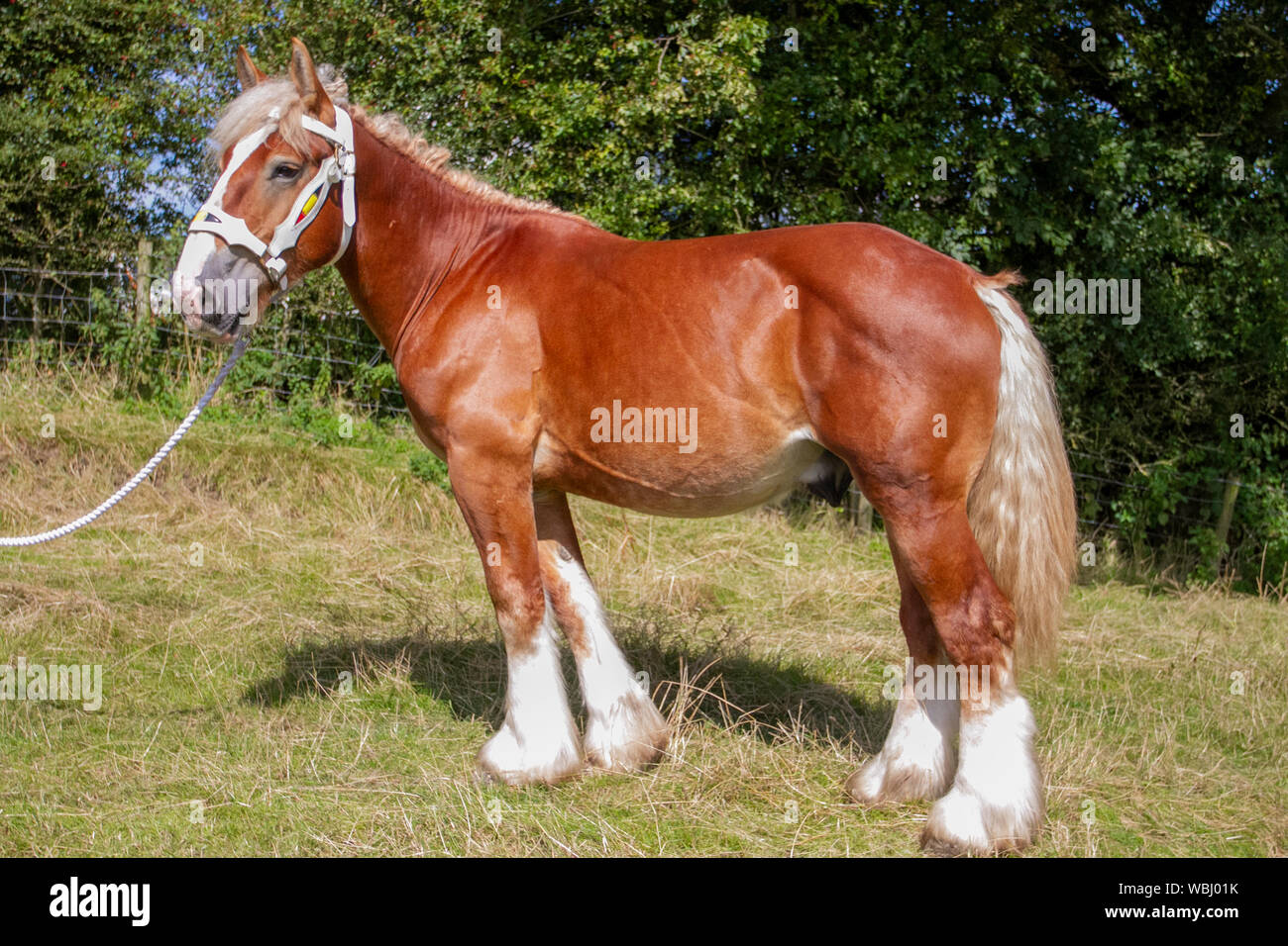 Vasco, 18 mois, un cheval de brouille belge importé de Blanche van het Hermeshof, au Chipping Agricultural Equestrian Show, Royaume-Uni Banque D'Images