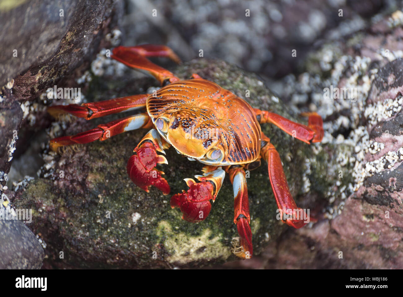 Crabe de Red Rock sur des îles Galapagos, en Équateur, en Amérique du Sud. Banque D'Images