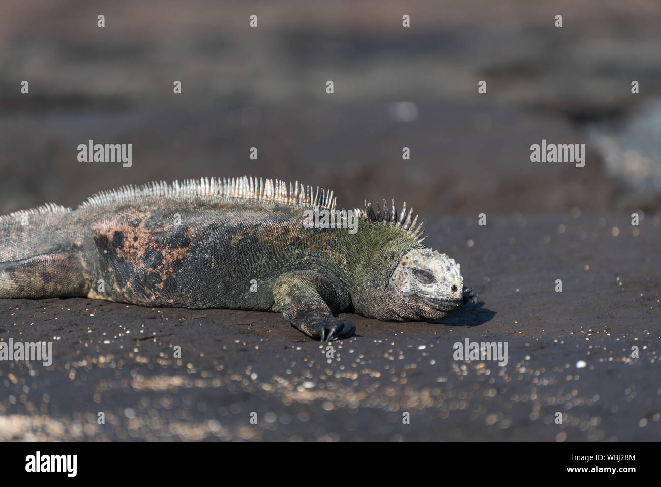 Un iguane marin à Puerto Egas Egas (Port) sur l'île de Santiago, Galapagos, Equateur, Amérique du Sud. Banque D'Images