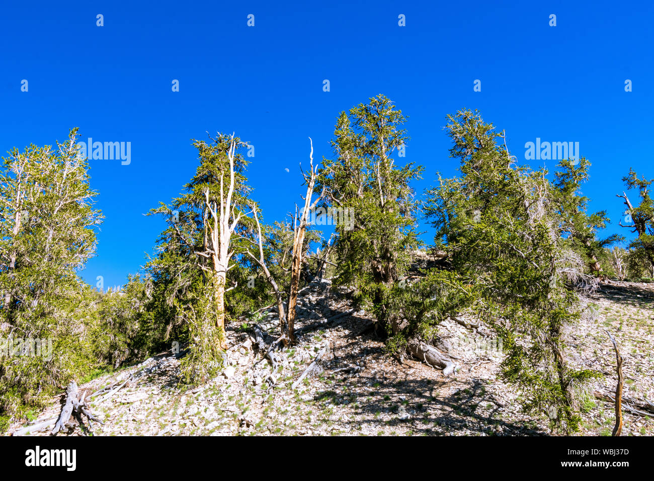 Amazing Ancient Bristlecone Pine Forest Banque D'Images