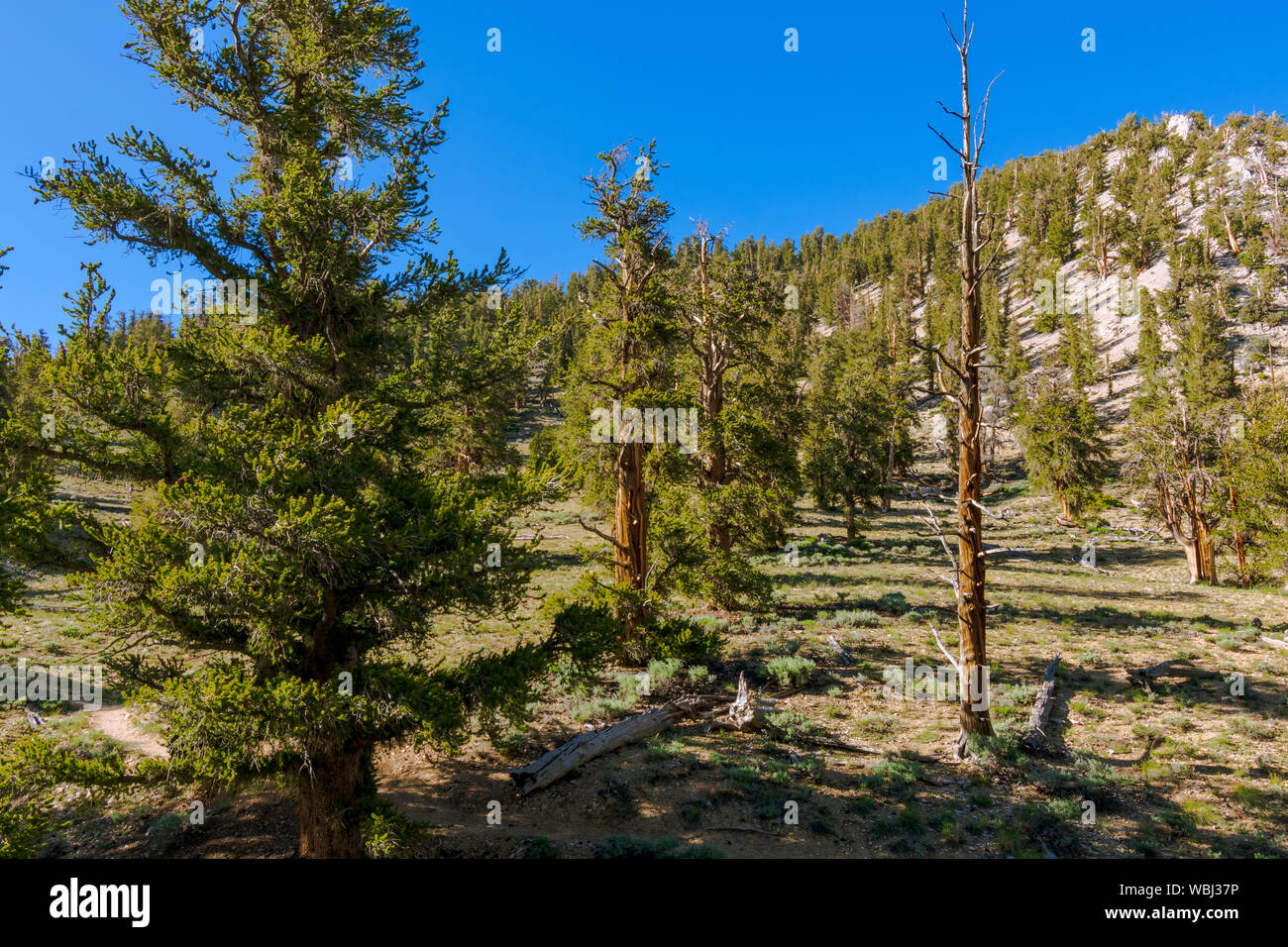 Amazing Ancient Bristlecone Pine Forest Banque D'Images