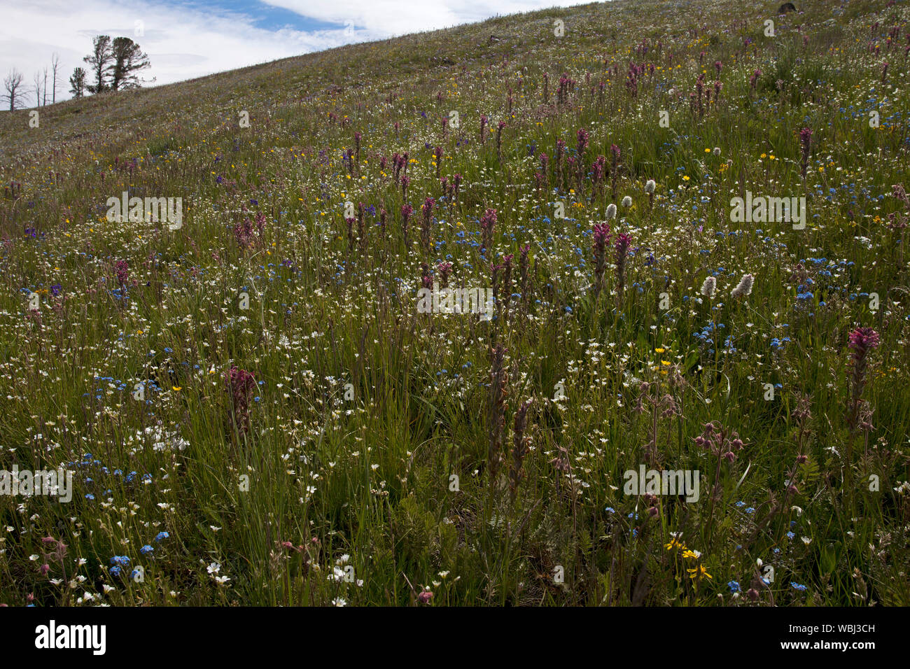 Wild Flower meadow près du Mont Washburn La Grand Loop Road Parc National de Yellowstone au Wyoming USA Juin 2015 Banque D'Images