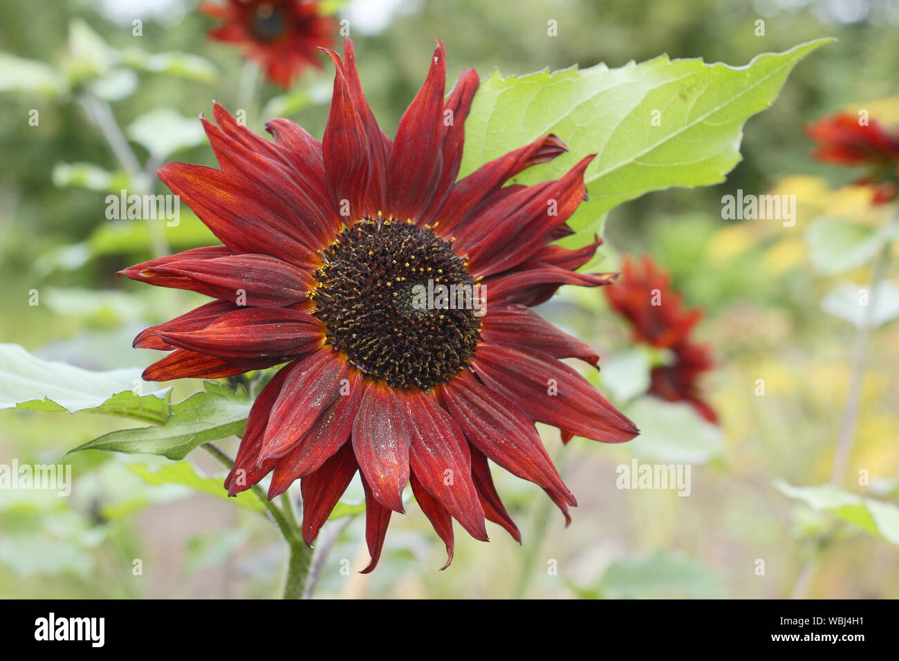 Helianthus annuus 'Velvet Queen' fleurs de tournesol à la fin de l'été. Jardin UK Banque D'Images