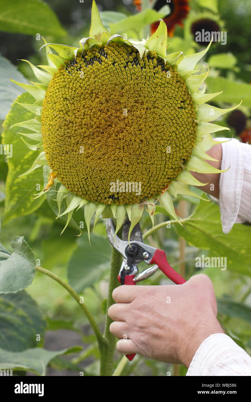 L'Helianthus annuus. La coupe d'un chef de tournesol à sec pour la conservation des semences à la fin de l'été. UK Banque D'Images