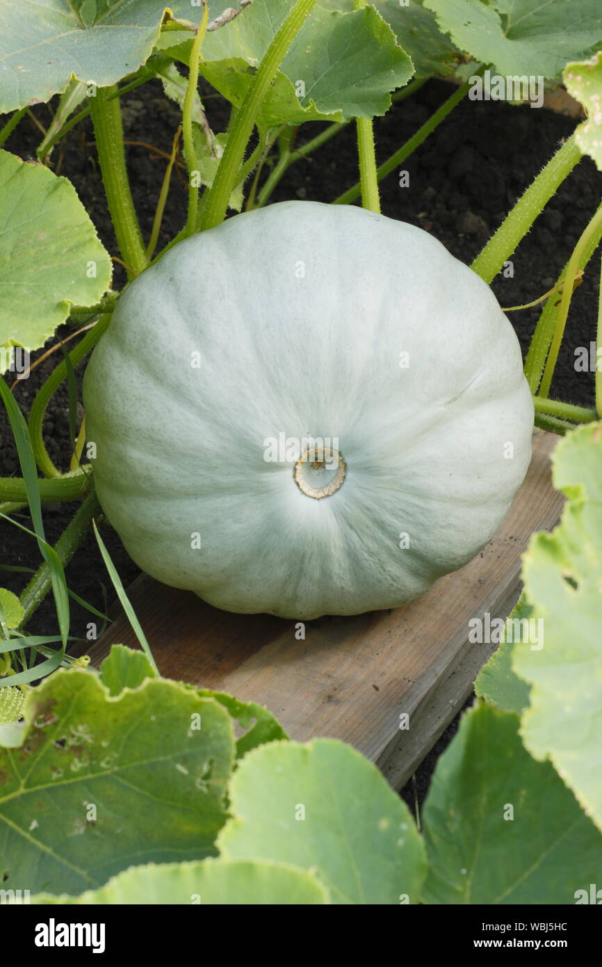 Cucurbita maxima 'Prince' squash approchant la maturité dans un potager à la fin de l'été. UK Banque D'Images