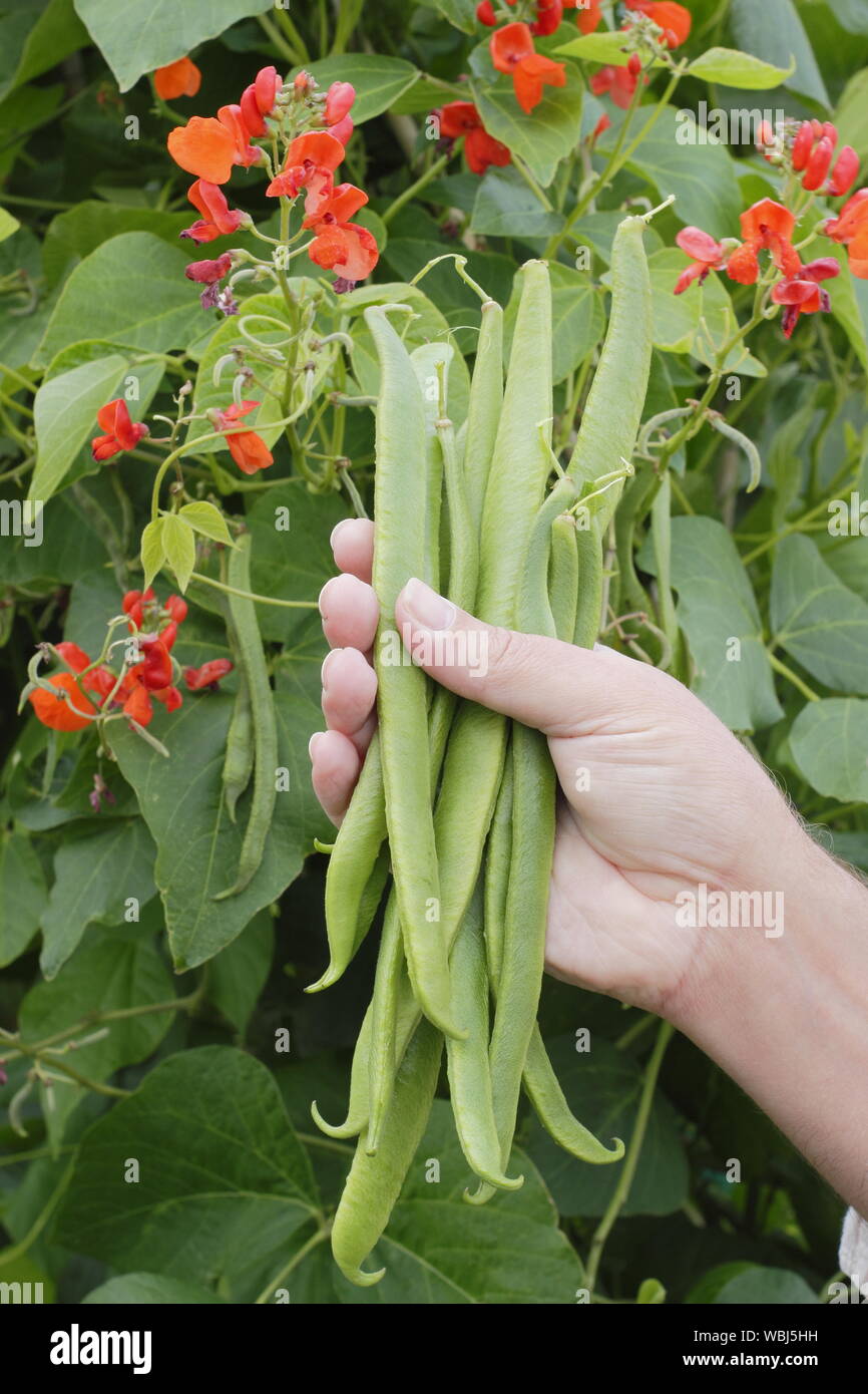 Phaseolus coccineus. Choisir "Scarlet Emperor' haricots en été. UK Banque D'Images