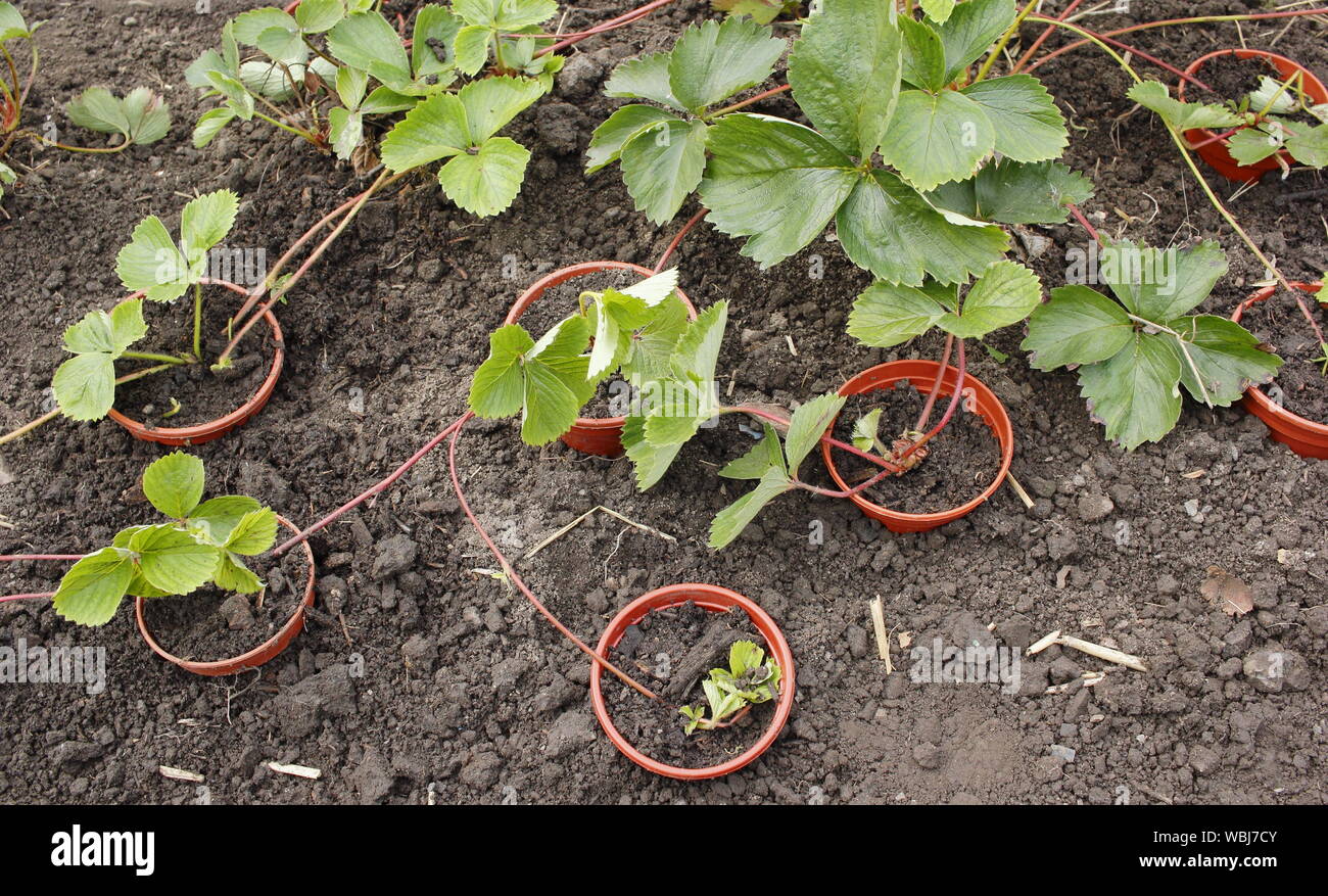 Porteur de fraises. Nouvelles de multiplication de plants de fraisiers porteur à la fin de l'été. UK Banque D'Images