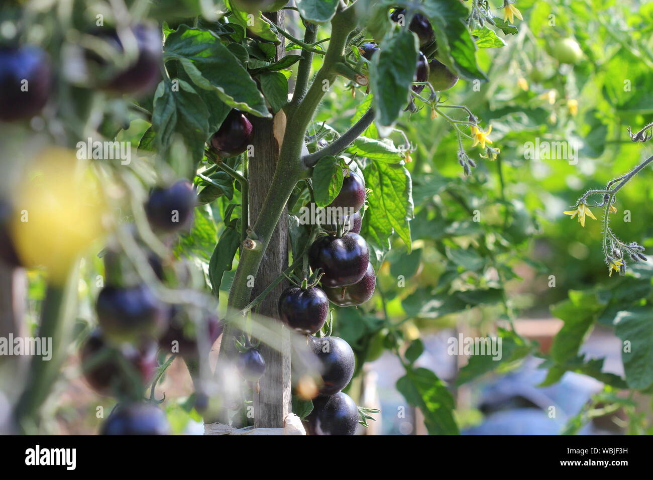 Les tomates noires sur une branche dans le jardin. Indigo rose tomate . Banque D'Images