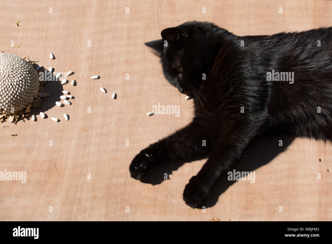 Sunflower Cat Banque De Photographies Et D Images A Haute Resolution Alamy