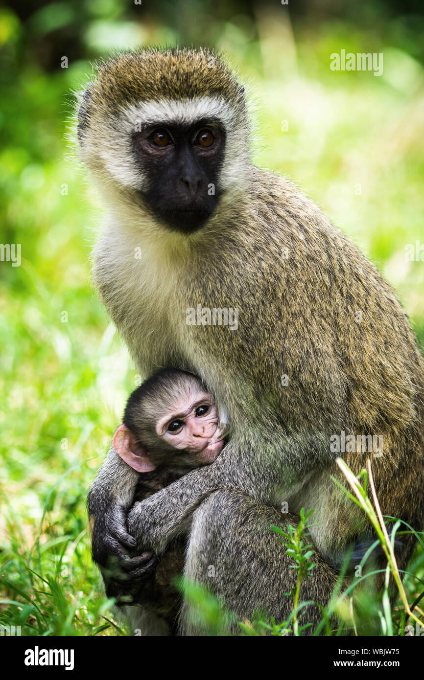 Un singe (Chlorocebus Pygerythrus) nourrir son bébé, Masai Mara, Kenya Banque D'Images