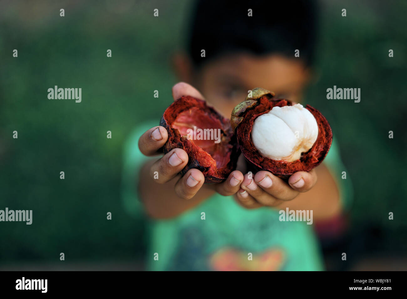 Asian Young boy holding Manggis ou du mangoustan Fruits tropicaux Banque D'Images