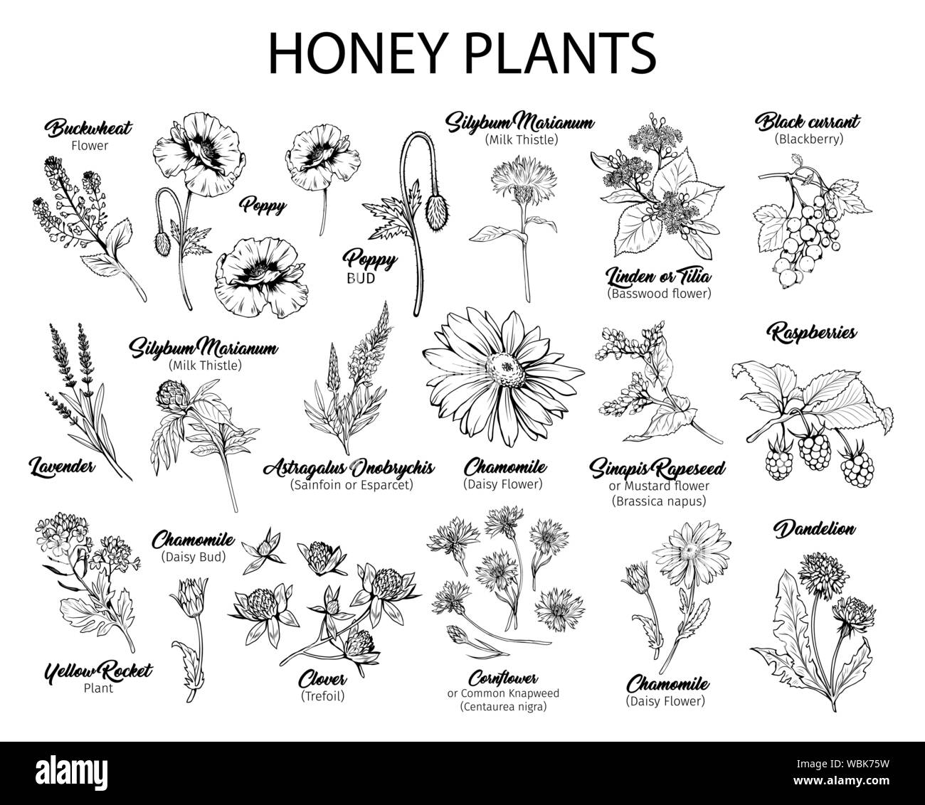 Des fleurs en main libre, illustrations. Plantes miel noir et blanc avec des titres de cliparts. Croquis botanique avec la calligraphie. Fleur floral Monochrome et baies gravé design collection Illustration de Vecteur