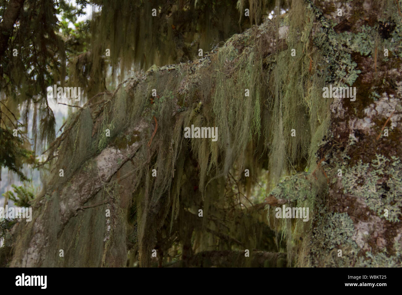 Barbe de lichens, également connu sous le nom de Old Man's beard, sur de vieux pins Banque D'Images