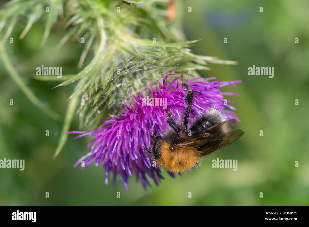 Bourdon sur fleur de chardon Banque D'Images