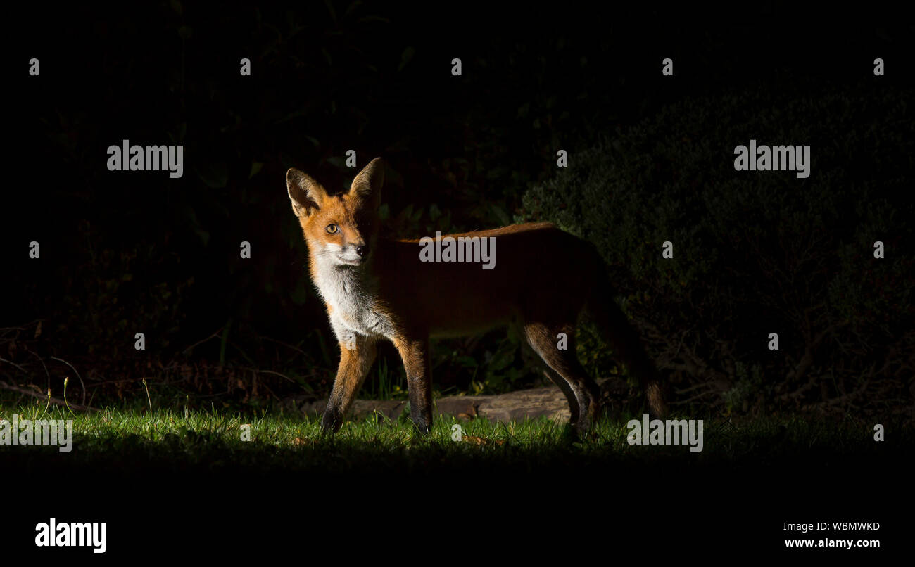 Renard roux urbain (Vulpes vulpes) isolé dans le jardin britannique la nuit, se promènant à l'extérieur dans l'obscurité, pris dans les projecteurs. Banque D'Images