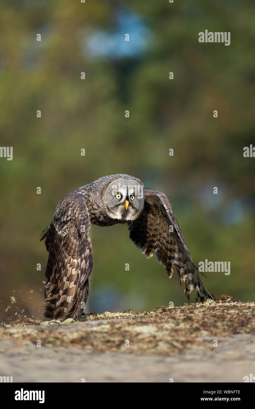 La Chouette lapone (Strix nebulosa) pour la chasse au vol, près du sol, à l'automne, les couleurs d'automne, l'Europe. boréale Banque D'Images