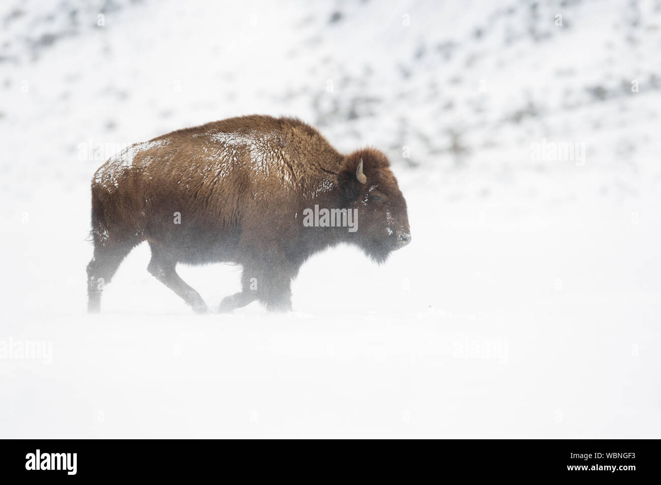 Bison d'Amérique ( Bison bison ) dans des conditions hivernales difficiles, en marchant le long de la poudrerie sur plaines d'Yellowstone NP, USA. Banque D'Images