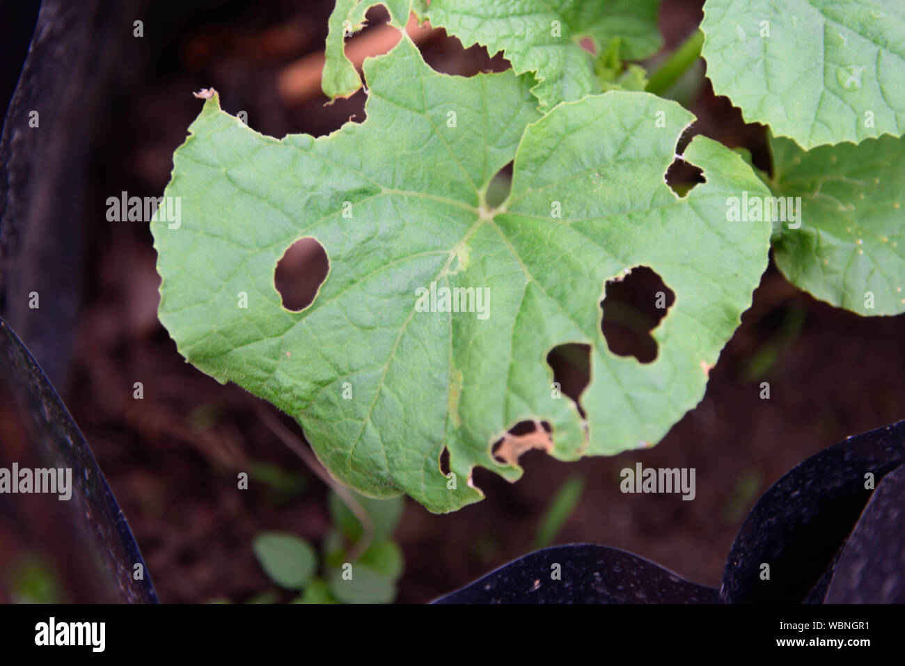Citrouille beentle Cucurbitènes Leaf Beetle sur feuille verte Banque D'Images