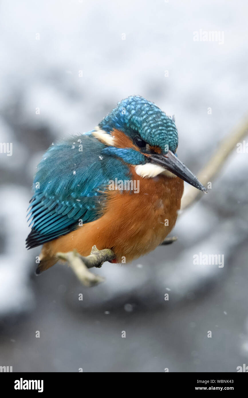 Kingfisher Alcedo atthis eurasien ( ), la fin de l'arrivée de l'hiver, des chutes de neige, hommes adultes perché sur une branche, enflés d'plumage, la faune, l'Europe. Banque D'Images