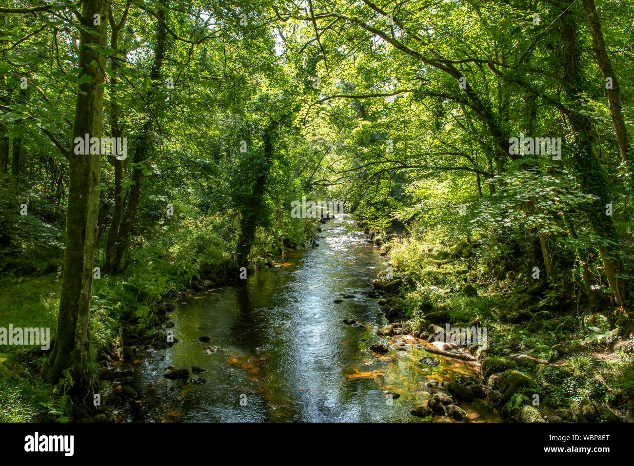 River Teign, Fingle Bridge, Devon, Angleterre Banque D'Images