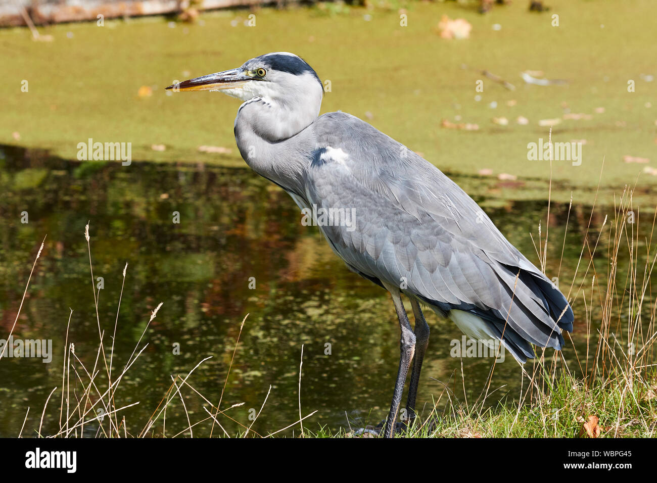 Héron cendré, Ardeidae, Ardea cinerea, Bushy Park, Teddington, Royaume-Uni Banque D'Images