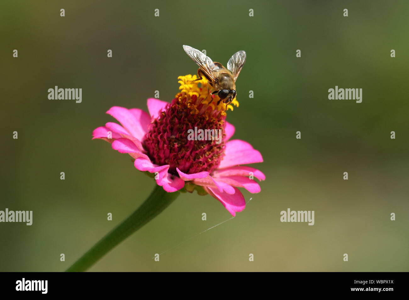 Abeille sur fleur zinnia rose Banque D'Images