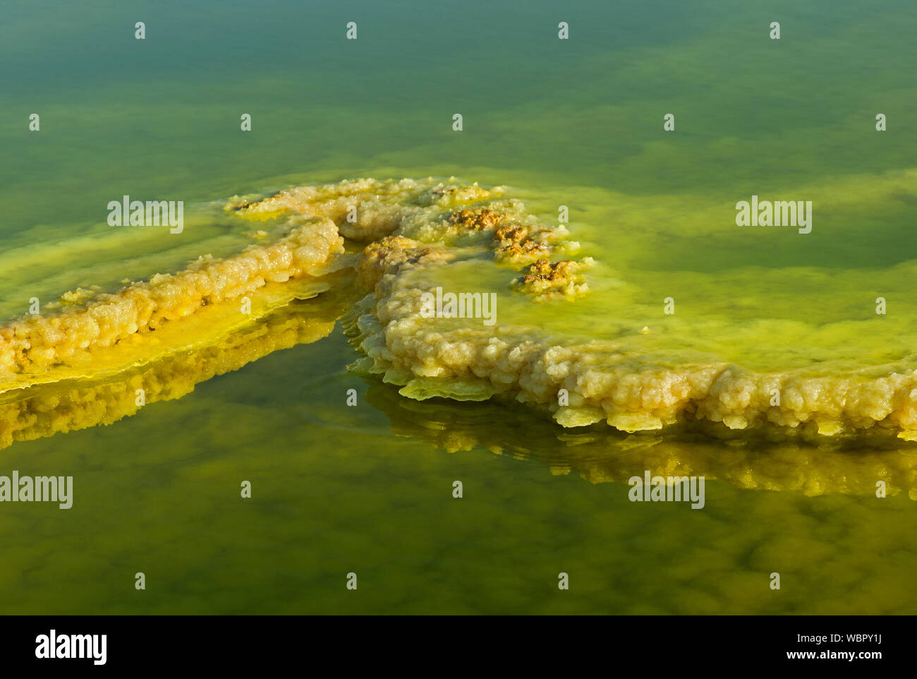 Les dépôts de soufre dans une saumure acide le champ géothermique de piscine, de dépression Danakil, Dallol, Triangle Afar, Ethiopie Banque D'Images