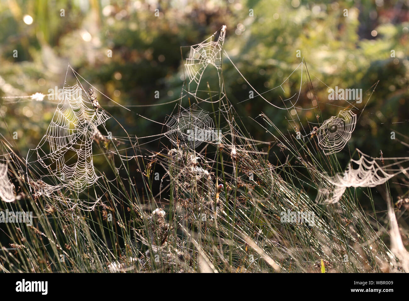 Rosée sur une toile d'araignée, matin de septembre Banque D'Images