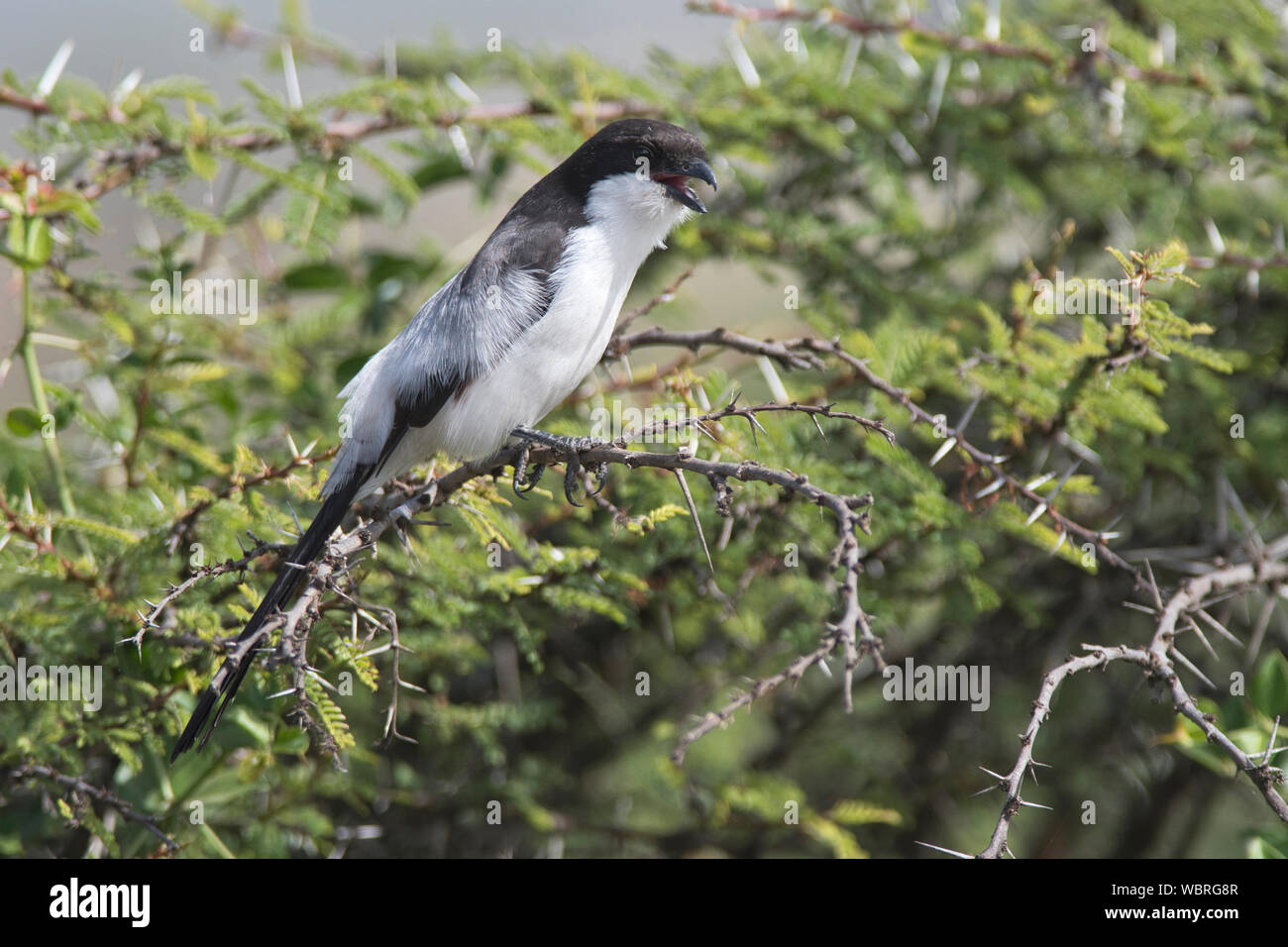 Exercice Long-tailed Shrike (Lanius cabanisi) Banque D'Images